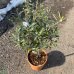 Olivovník európsky (Olea europaea) (-12°C) - výška 60-80 cm, kont. C5L/C10L – na kmienku
